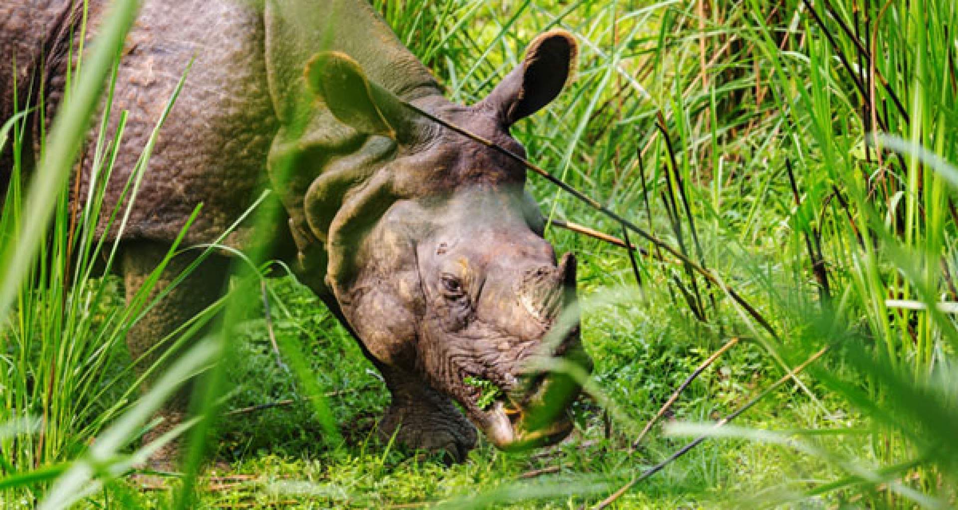 Bardia National Park Safari